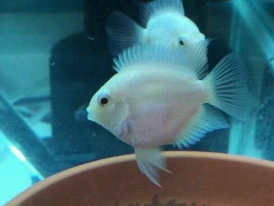 九间菠萝的饲养方法（如何正确饲养九间菠萝？）