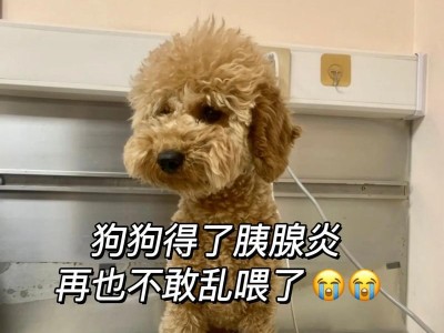 探究狗狗胰腺炎的症状和治疗方法（了解狗狗胰腺炎的主要症状，及时治疗保护它们的健康）