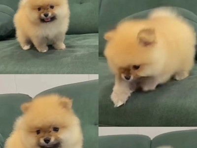 博美犬的饮食时间安排（探讨博美犬何时吃饭最适合）