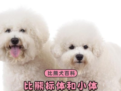 探究比熊长大的时间（以小体比熊多久能长大？）