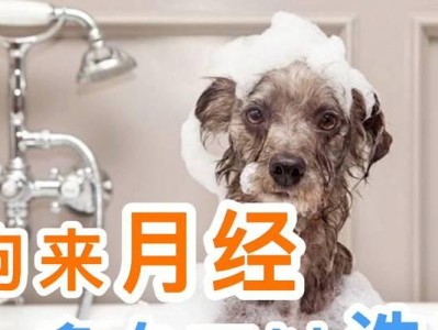 狗的月经周期与注意事项（狗的生理周期、健康饮食和保健措施）