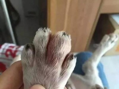 狗狗舔脚踝的意义究竟是什么？（解密狗狗舔脚踝的行为，探寻其背后的秘密）