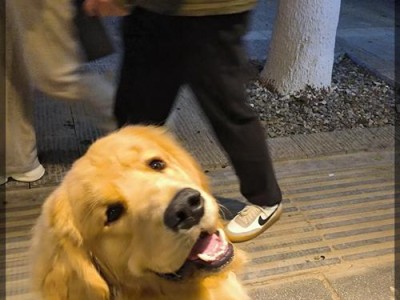 为什么我的金毛毛不长？（探究金毛犬长毛问题的原因与解决方法）