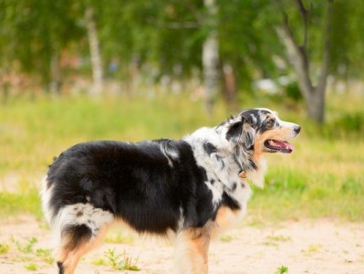 牧羊犬之美——以牧羊红为主题的犬种探析（了解牧羊红的特征与优势，为你的牧羊伙伴选择明智）