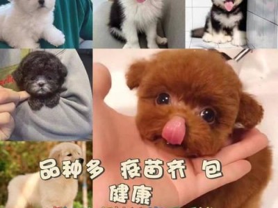 博美犬的价格及购买渠道（了解博美犬价格和购买渠道的关键信息）