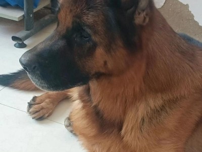 以德牧剃光毛的最佳时间及方法（德国牧羊犬剃毛的关键步骤和注意事项）