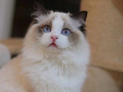 探秘布偶猫的价格和外貌魅力（布偶猫价格揭秘及其外貌魅力的原因）