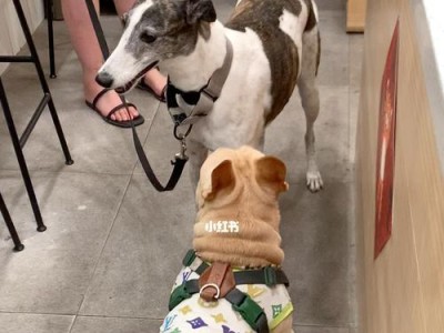 灵威犬日常健康检查指南（如何保持宠物犬的健康？灵威犬、健康检查、日常护理）