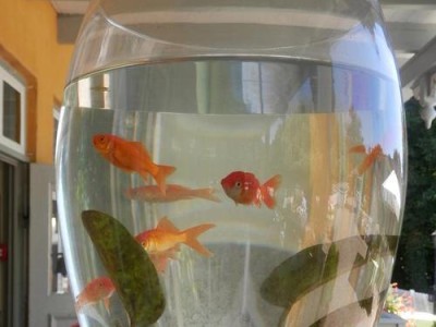如何选择适合养鱼的设备与工具（以什么东西养鱼更好？如何选择适合养鱼的设备和工具？）