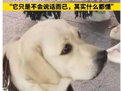 拉布拉多犬的窝撤除周期及注意事项（了解拉布拉多犬撤窝周期，提供适宜的窝撤除指导）