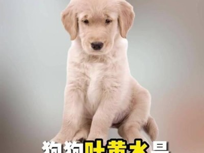 探讨狗狗持续呕吐的病因与治疗方法（了解狗狗呕吐的常见病症及预防措施）