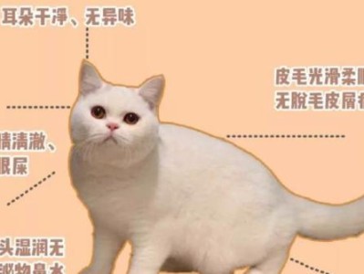 以买猫防坑指南（掌握市场行情，买到合适的宠物猫）