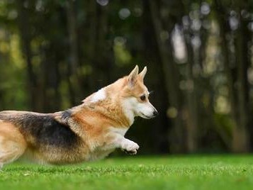 柯基犬的饲养宝典（关于柯基犬的喂养方法和注意事项）