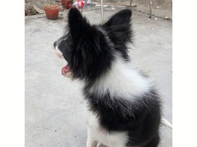 狗狗突然不见了，该怎么办？（失踪的狗狗该如何寻找？）