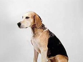 视觉猎犬（揭秘视觉猎犬的出色观察力和追踪能力）