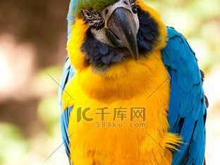 如何饲养蓝黄金刚鹦鹉（从环境、饮食、健康等方面详细介绍饲养技巧）
