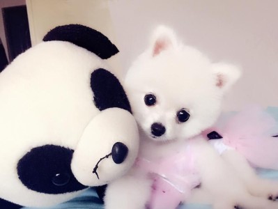 探寻博美犬的价格和养护要点（了解市场行情与幼犬到家的注意事项）