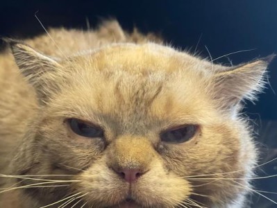 猫咪临终时为何选择离开家？（探寻猫咪行为背后的原因，理解他们的离去选择）