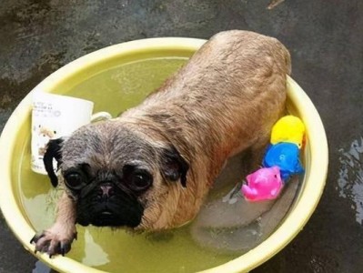 养巴哥犬的全面指南（打造快乐与健康的宠物生活）