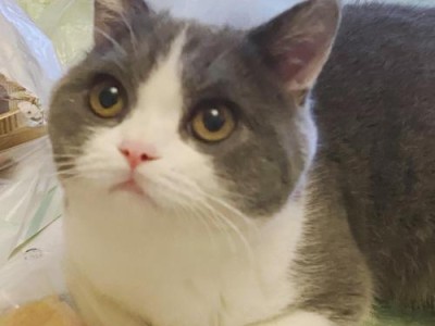 饲养猫咪（养猫成本分析及如何合理花费）