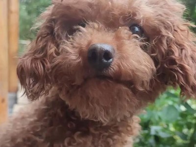 如何为新手主人的泰迪狗幼犬提供合适的饮食？（泰迪狗幼犬的饮食需求及建议）
