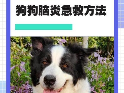 狗狗受伤急救（主人必学的几个急救方法）