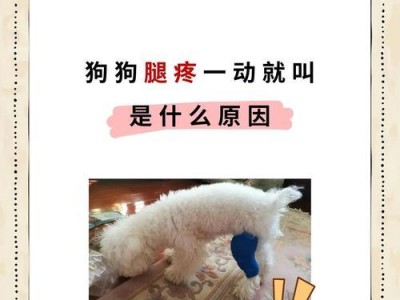 小狗腿骨裂的康复时间有多久？（探索小狗腿骨裂康复过程中的时间因素）