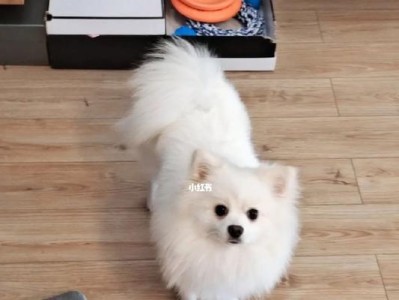 博美幼犬的到家准备指南（新成员到家啦！快来看看如何为博美幼犬做好准备）