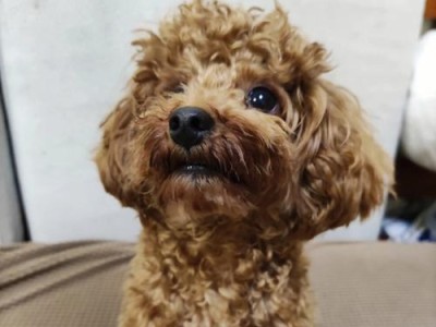 泰迪与贵宾（探索泰迪与贵宾之间的相似与不同）