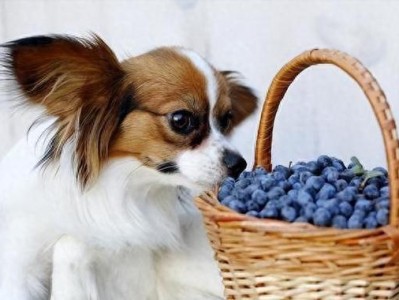 老年犬饮食调整与保健（狗年纪大了吃什么东西怎么办）