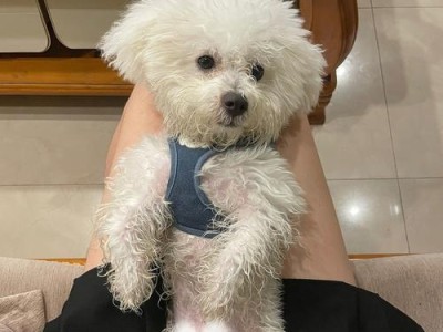 比熊犬的寿命有多长？（探索比熊犬变老的迹象与寿命的因素）