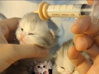 猫咪喝奶的原因及注意事项（为什么猫咪需要喝奶？喂养猫咪奶的注意事项）