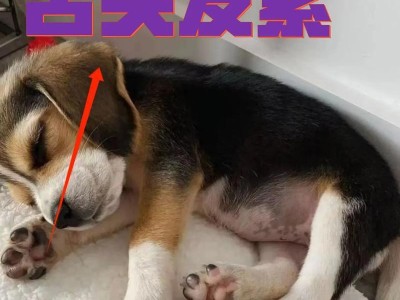 狗狗心脏骤停的原因及应急处理方法