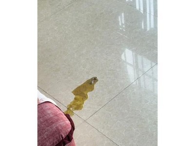 小狗患细小该如何治疗？（细小治疗药物及注意事项）