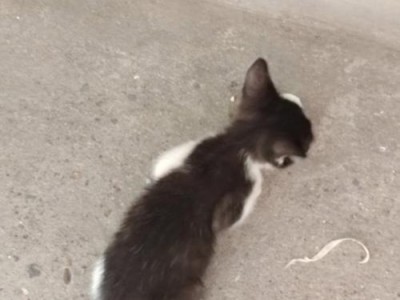 猫咪怀孕了要吃什么？（为您详解猫咪怀孕期间的饮食需求）