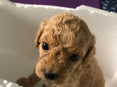 泰迪犬一个月的喂养指南（关键期是什么时候？如何正确喂养它？）