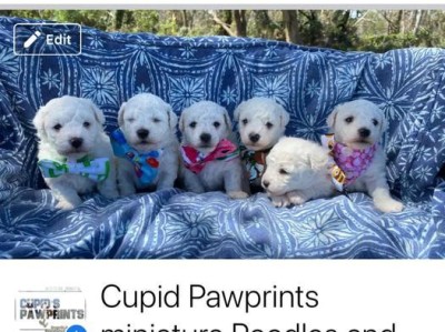 以比熊犬喝水的讲究与雷区（避免犬只出现以下5个“雷区”，让宠物更健康）