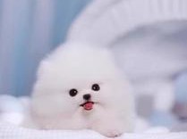 以秀珍犬为主题的全面介绍（了解秀珍犬的特征、品种、历史及饲养建议）