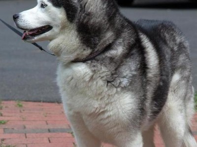 阿拉斯加犬（探寻阿拉斯加犬的性格特点及其养育难点）
