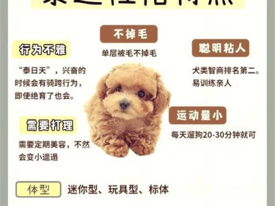 泰迪犬的价格和注意事项（探究纯种泰迪犬的价格及养护要点）