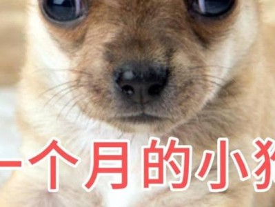 为什么不要让狗狗长期吃一种狗粮？（了解狗狗的饮食需求，保障其健康和营养）