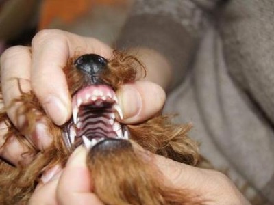 泰迪宠物狗的营养需求与狗粮摄入量（了解泰迪狗的食量和营养需求，让它健康快乐成长）