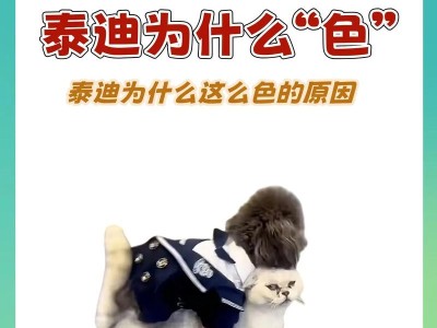 泰迪犬的食量减少？探究原因（这6个因素可能导致泰迪犬的食欲下降）