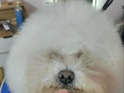 狗狗美容的七大要素，让宠物更美丽健康（打造可爱、时尚的萌宠形象，从这七个方面入手）