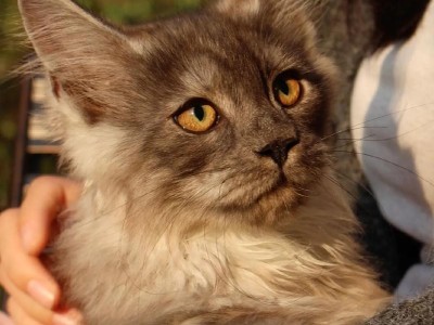 猫咪的成长之路（探究猫咪成长的时间和变化）