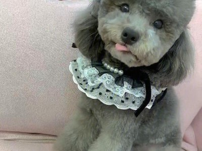 探索灰色泰迪犬的繁殖（揭秘灰色泰迪犬的遗传特征与配种技巧）