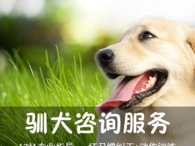 养一只泰迪的费用分析（了解养宠物狗的经济投入，掌握泰迪养护费用的估算方法）