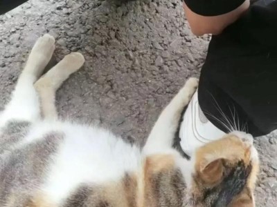 猫咪快要生产了的征兆（了解猫咪即将生产的迹象和准备工作）