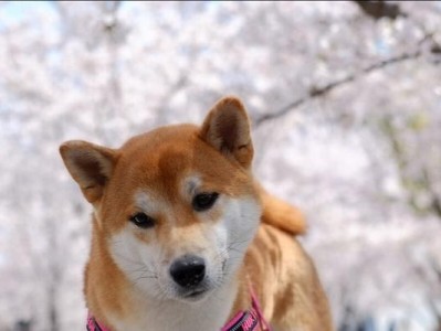 柴犬之可爱与缺点（人人可爱的柴犬，不是人人都能接受的缺点）