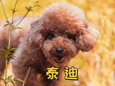 《狗狗的动作大全》（了解狗狗身体语言，加深与它们的交流）